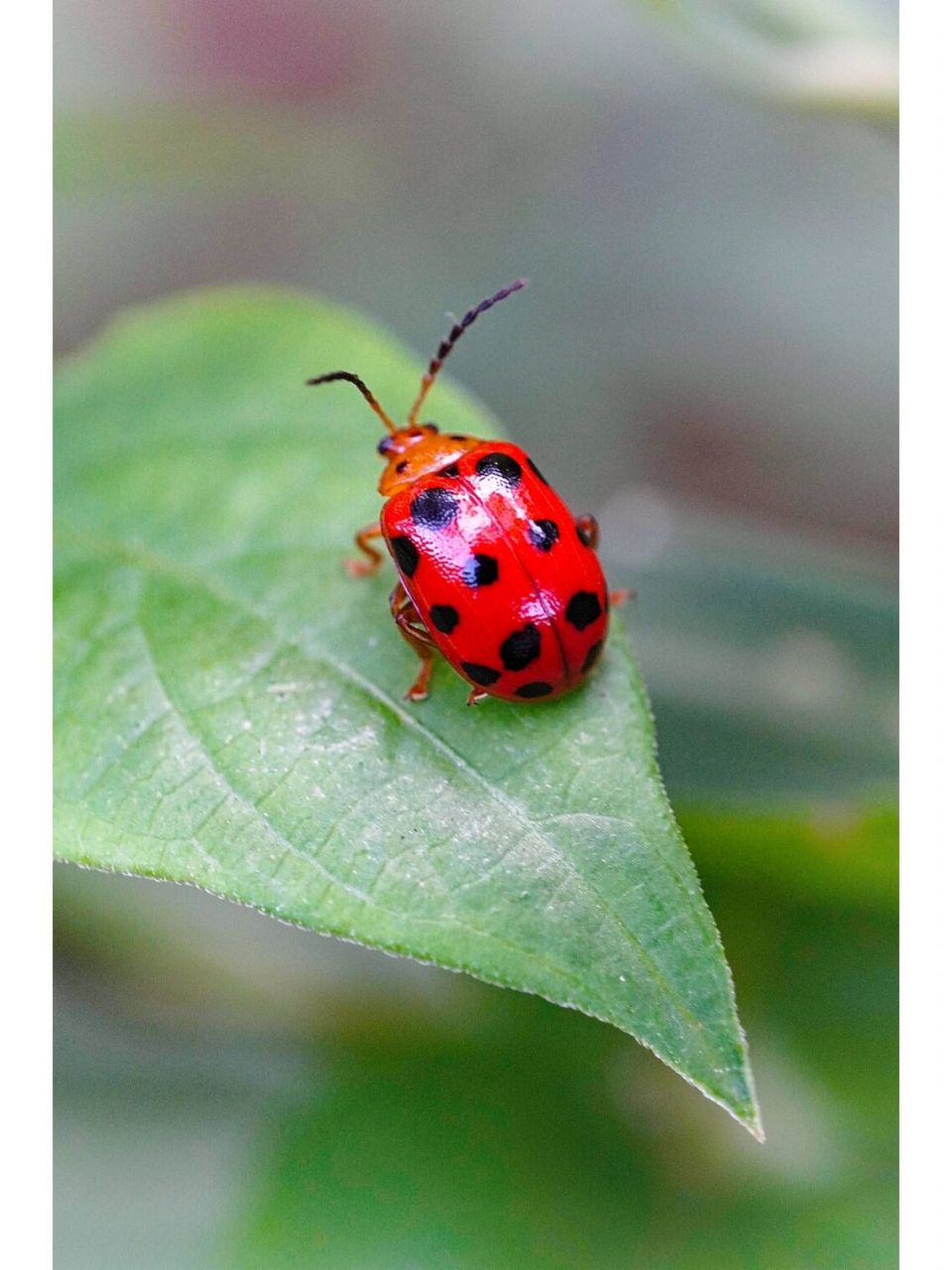 "花大姐"——瓢虫94——日常拍照 童年时都叫它"花大姐" 上学后才