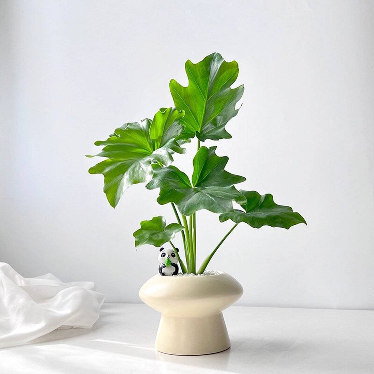 春羽蔓绿绒|ins室内美观解压耐阴易养活盆栽 春羽(philodendron