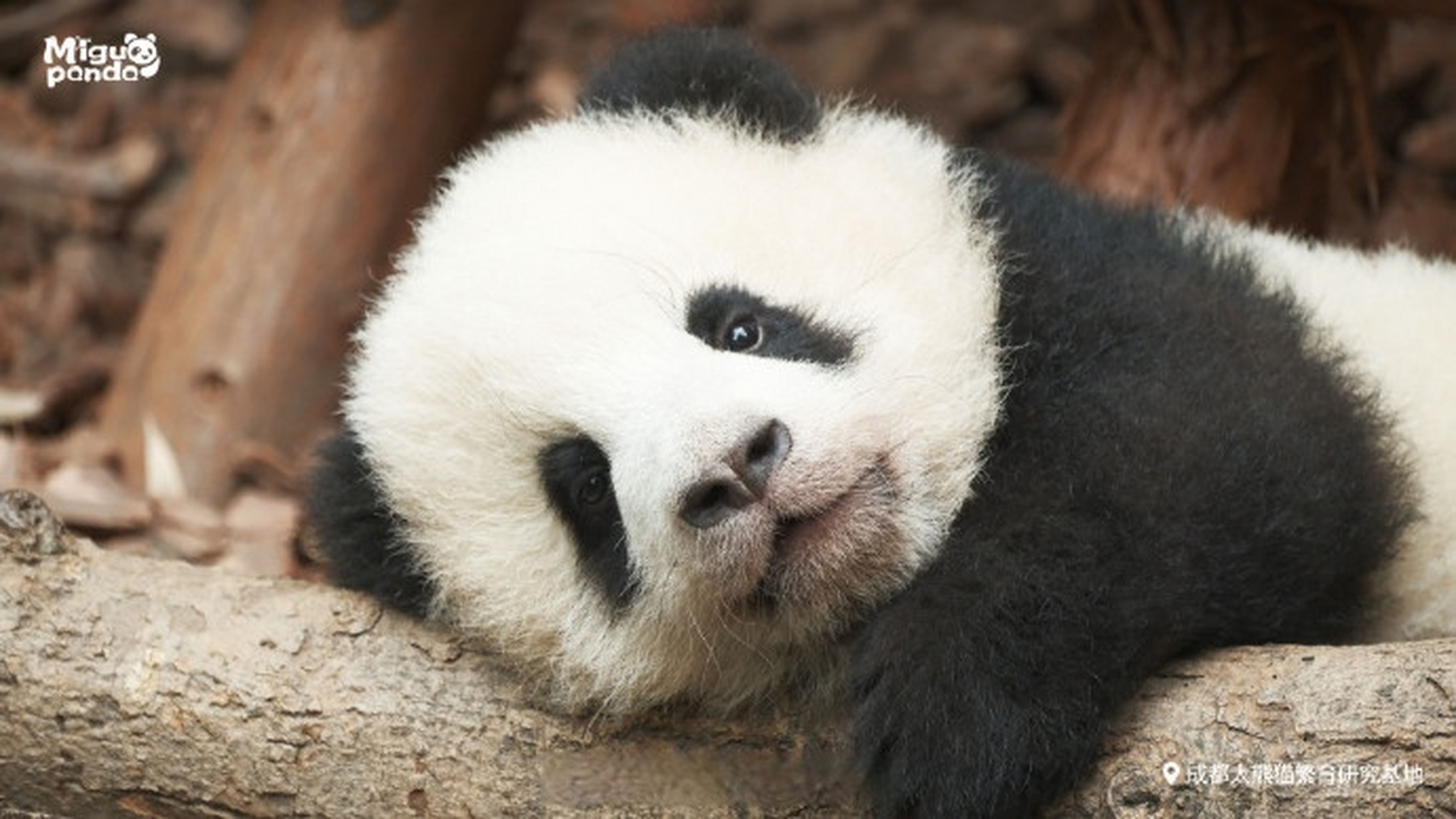 熊猫团团已关掉闹钟上床躺好 晚安,梦里见~~[月亮] (开饭了大熊猫)