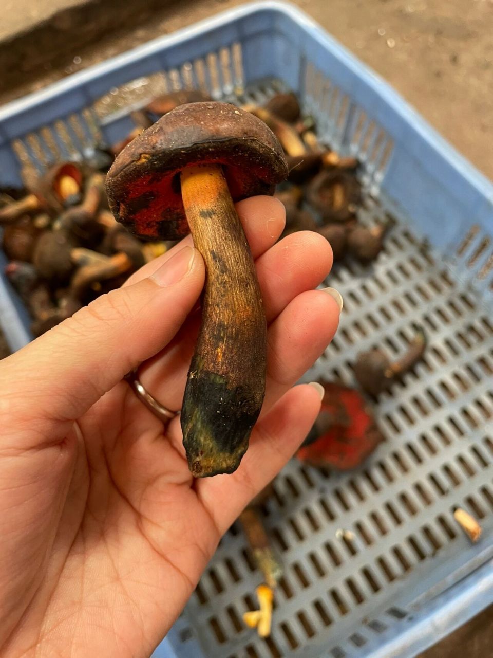 云南野生菌～黑牛肝菌    	 最爱的野生菌之一:黑牛肝菌 市场上很多黑