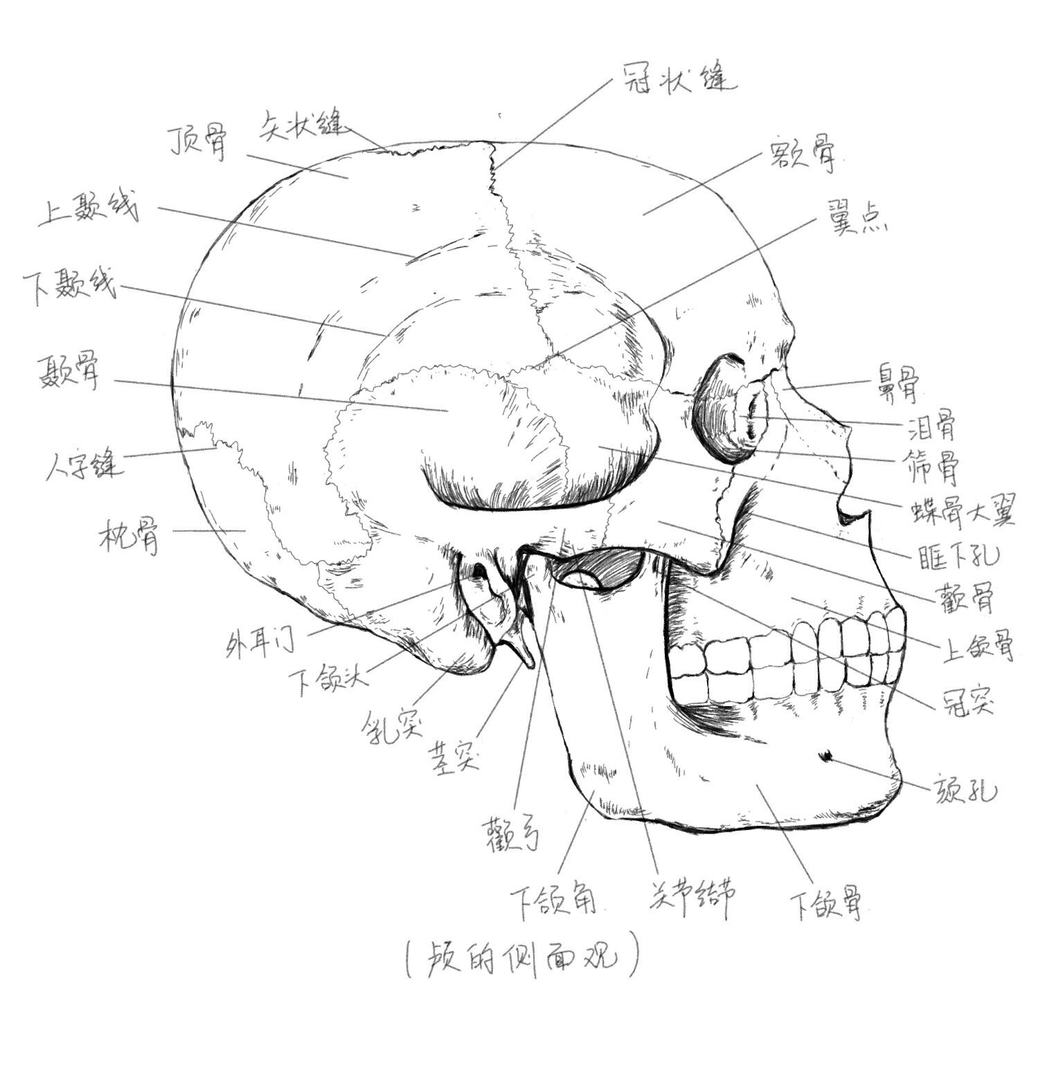 颅底外面观解剖手绘图图片