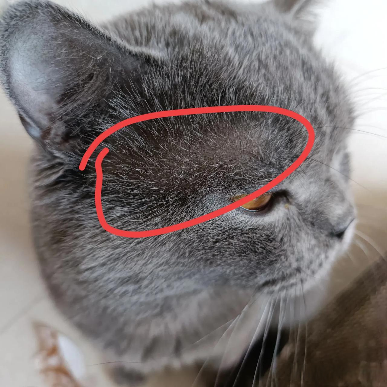 蓝猫 眉毛位置毛发稀少,为什么呢? 猫咪大明星 我和猫孩子的日常