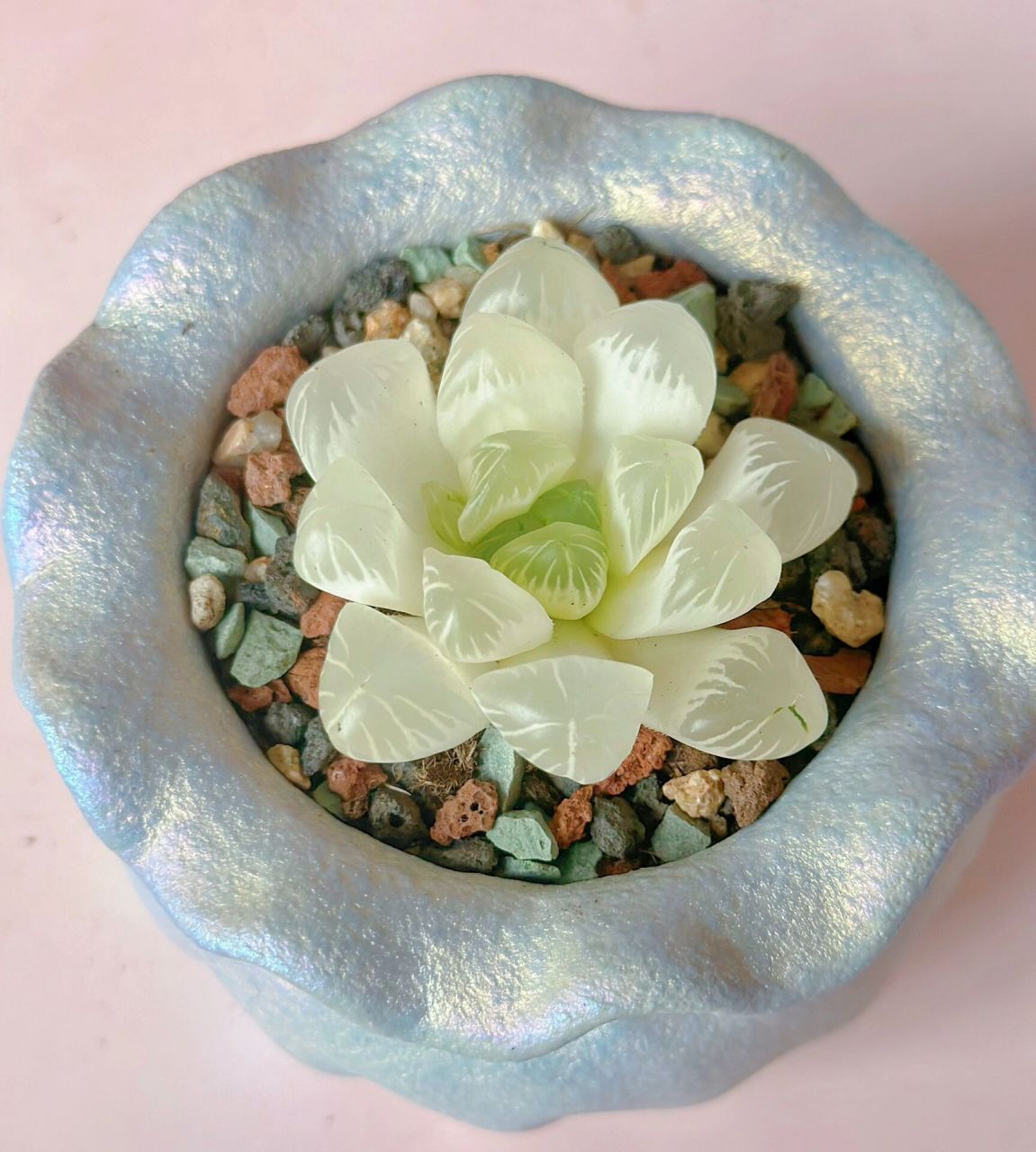 冰灯玉露 白色系多肉