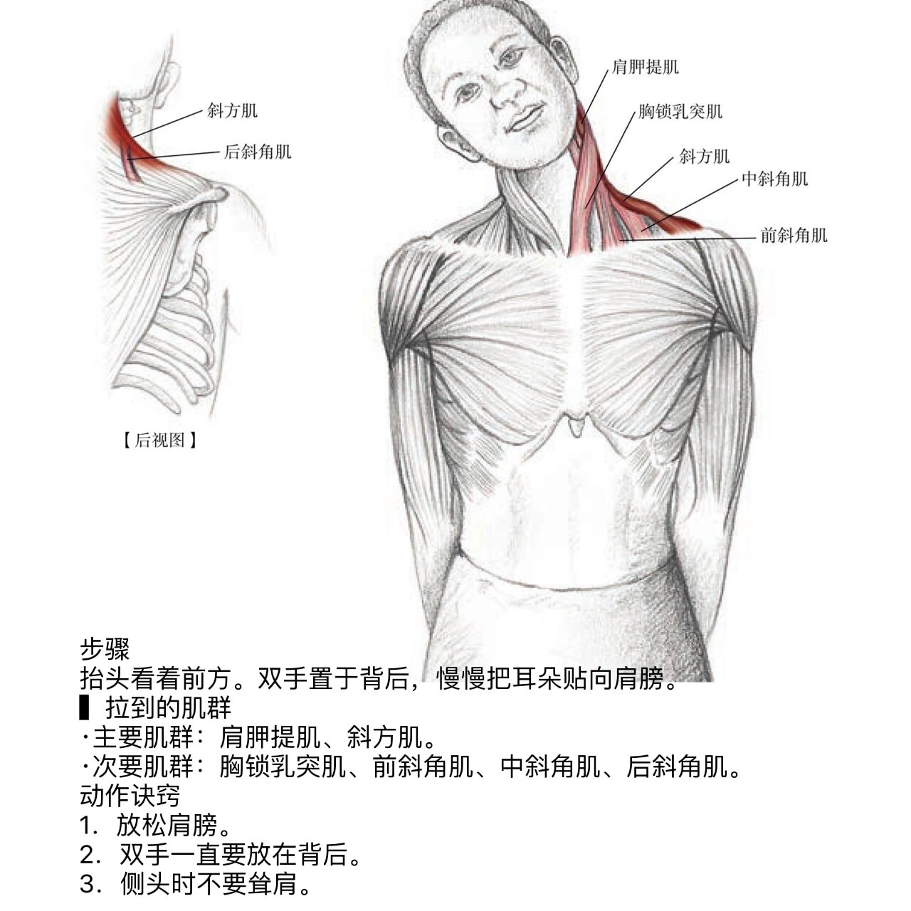 颈部斜角肌图图片