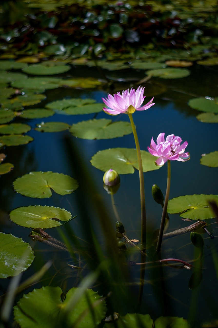 光影下的睡莲亭亭玉立如灯盏,氛围感十足.