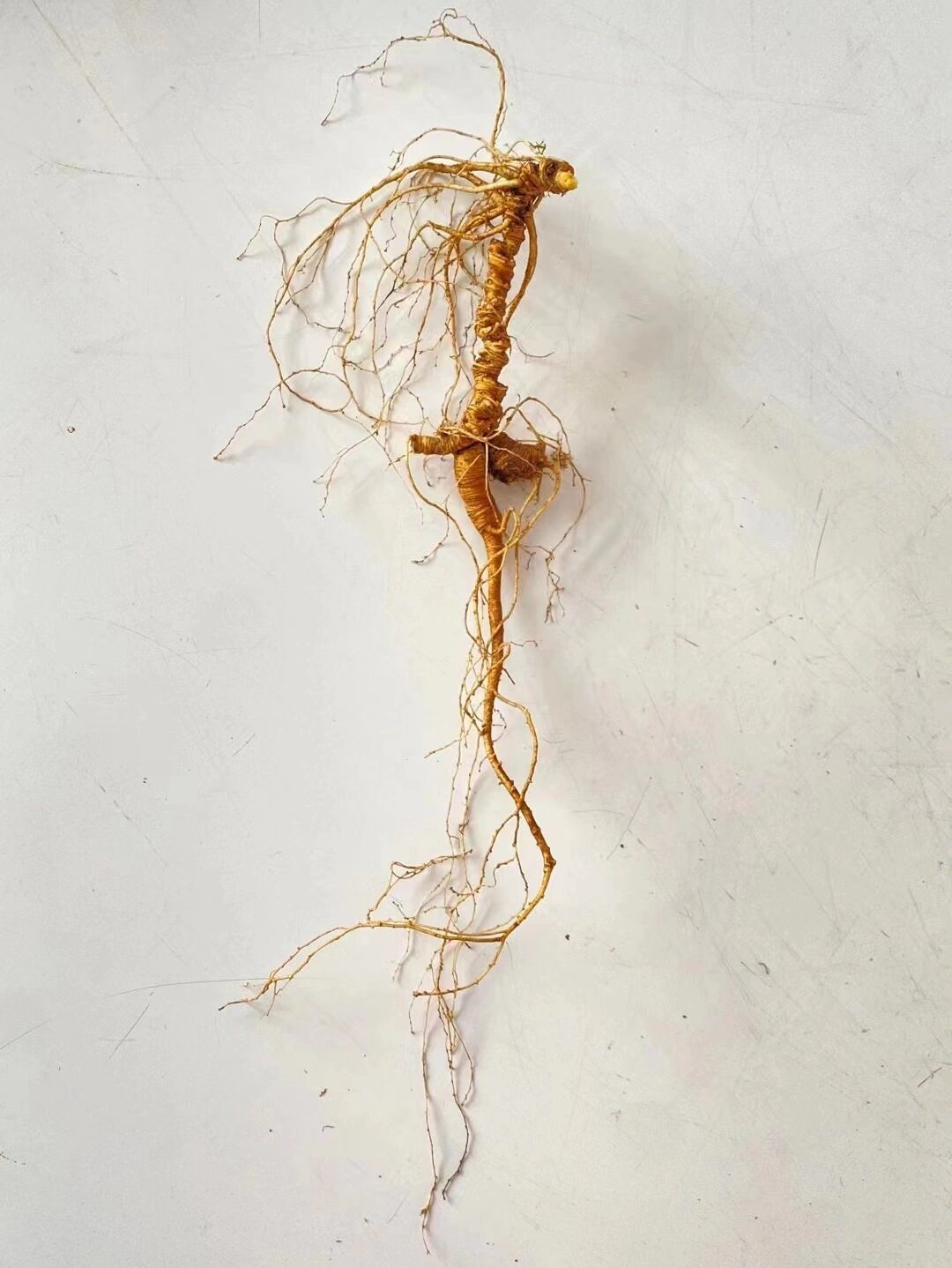 百年山人参 野生百年人参