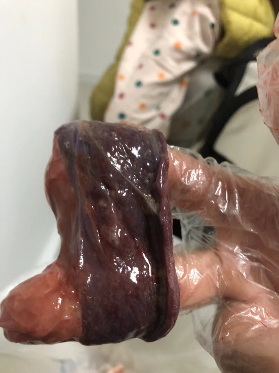 生出一个幼猫紧接着两三分钟就会滑出来一盒胎盘