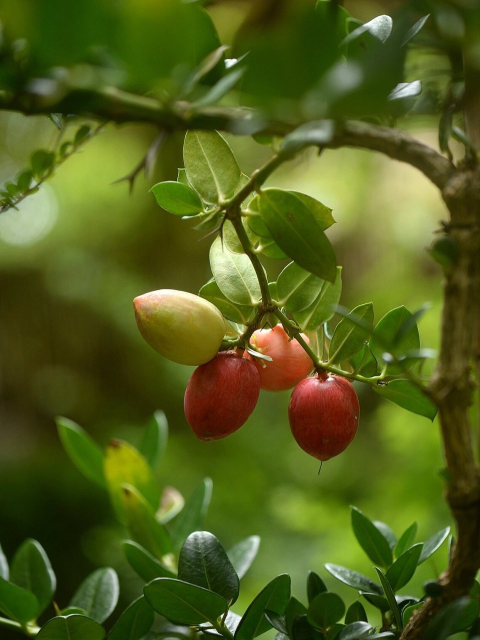 大花假虎刺 别名美国樱桃,原产南非,夹竹桃科,有针刺,枝叶果都有白色