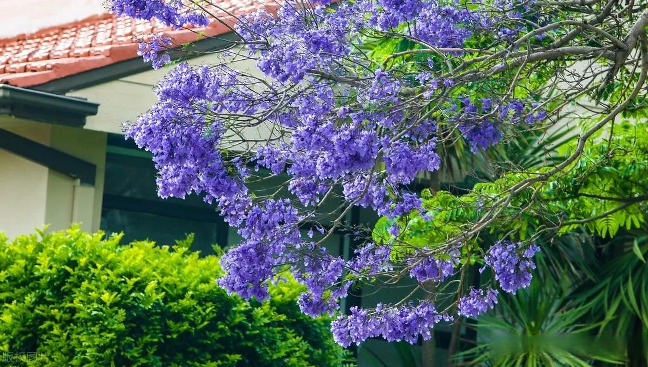 don )是紫葳科蓝花楹属的落叶乔木,叶对生,花蓝色,花萼筒状,花冠筒