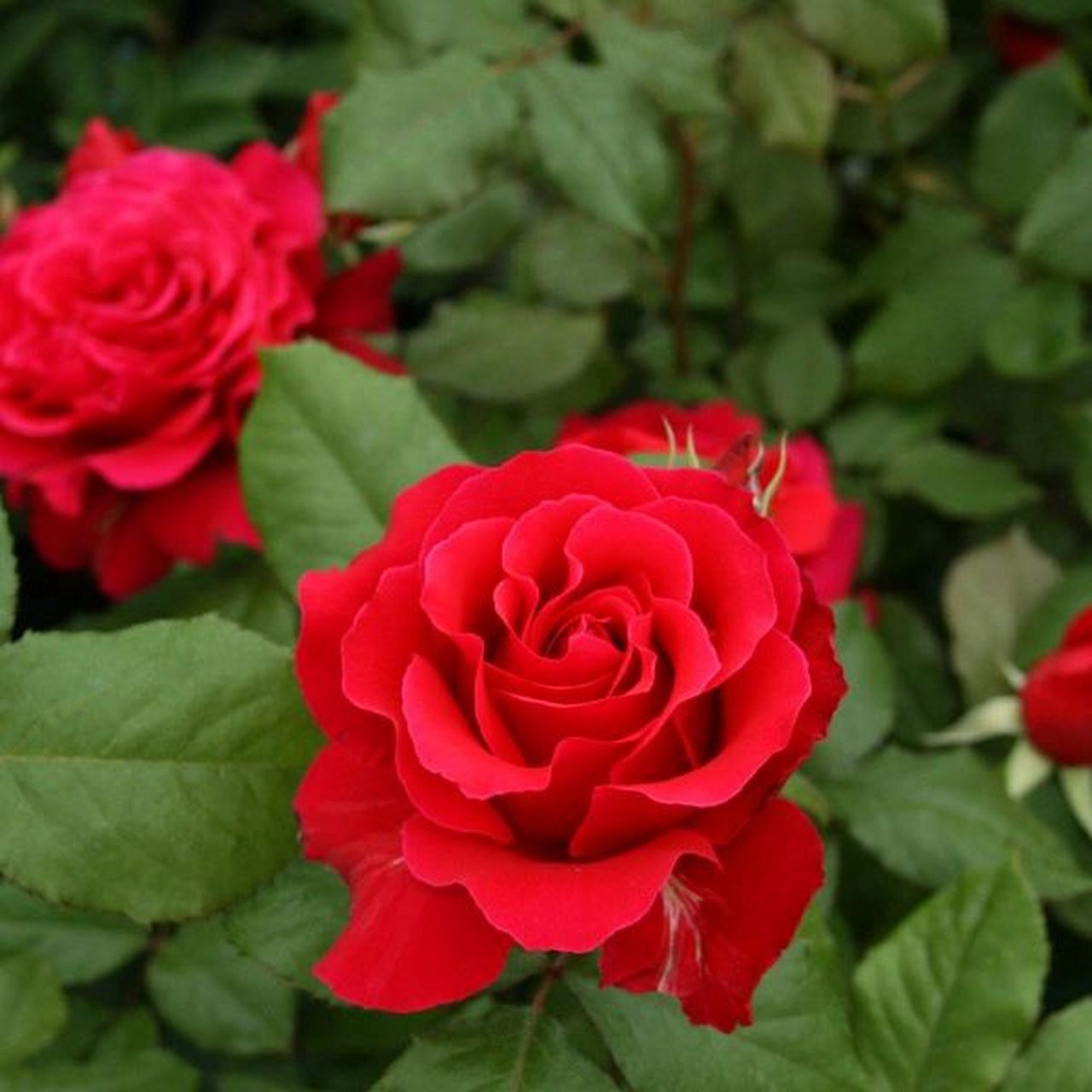 每天认识一种月季#米迦勒/迈克儿 也叫天使长米迦勒,是日本河本纯子