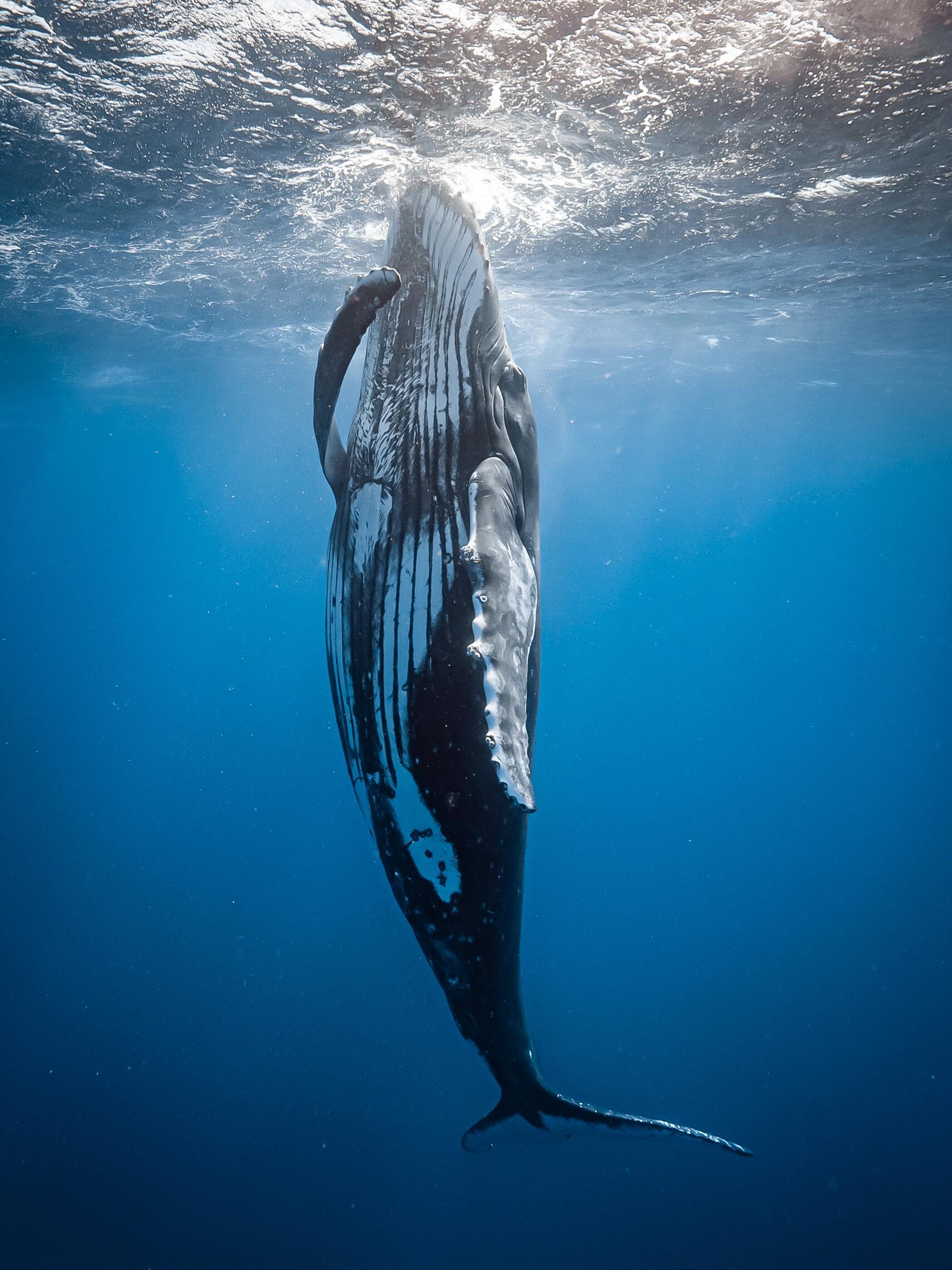 致敬🫡疯鲸年年有,这只特别疯
