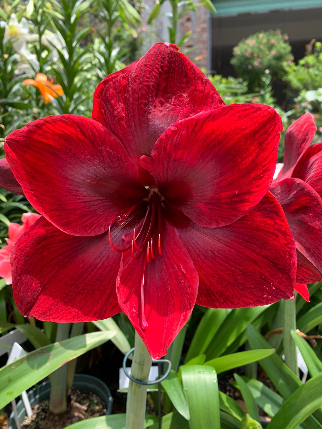 朱顶红卡门&黑天鹅,黑天鹅更迷人. 左边卡门,右边黑天鹅.