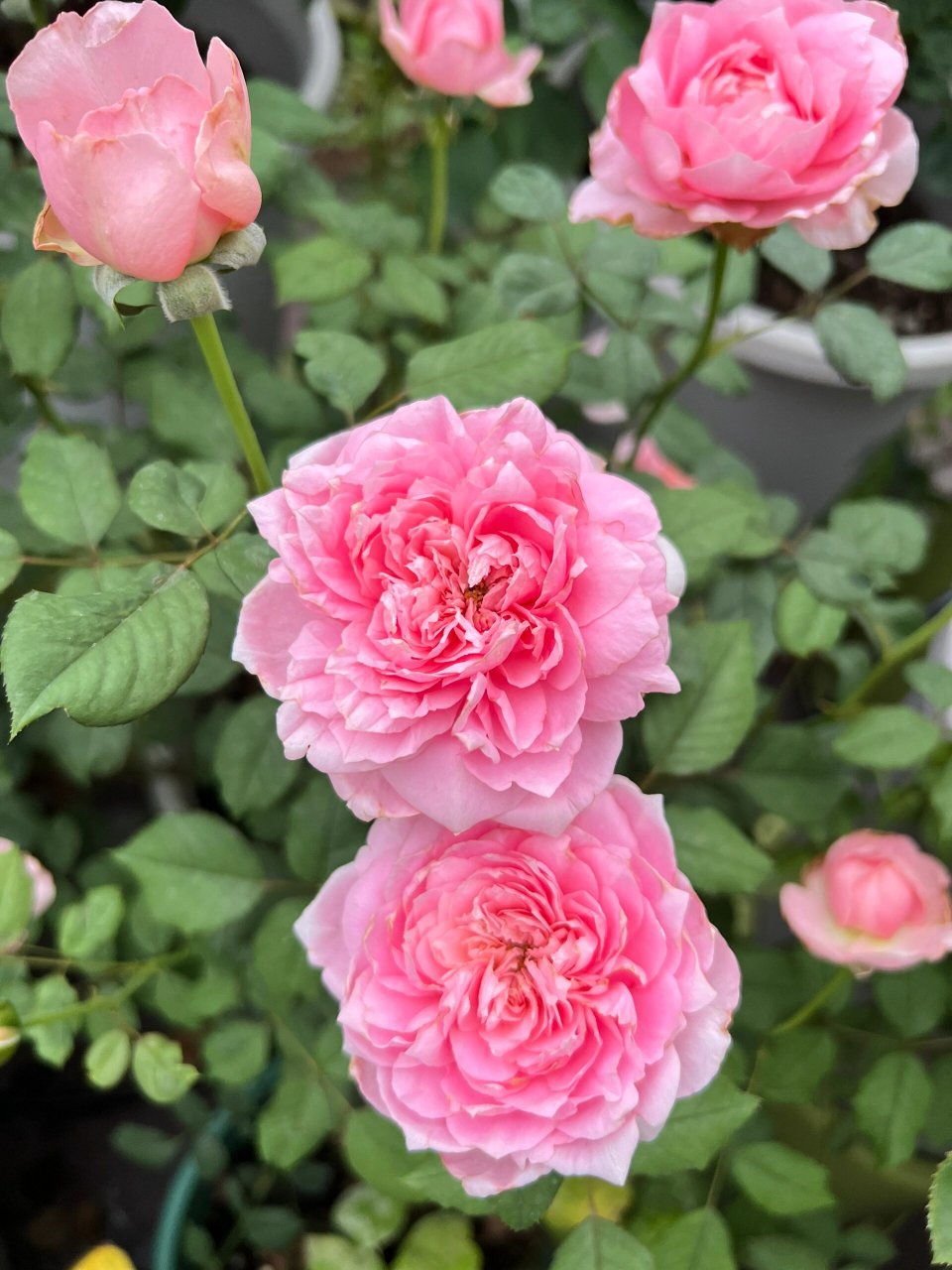 月季夏花(20)-桃染 桃染的夏花表现只能用特别好来形容,37度左右太阳