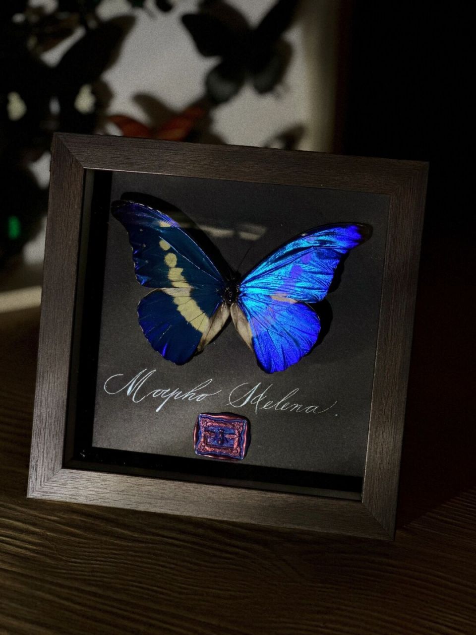 03光明女神闪蝶03 超美的光明女神闪蝶~拥有着蓝钻石一样光泽