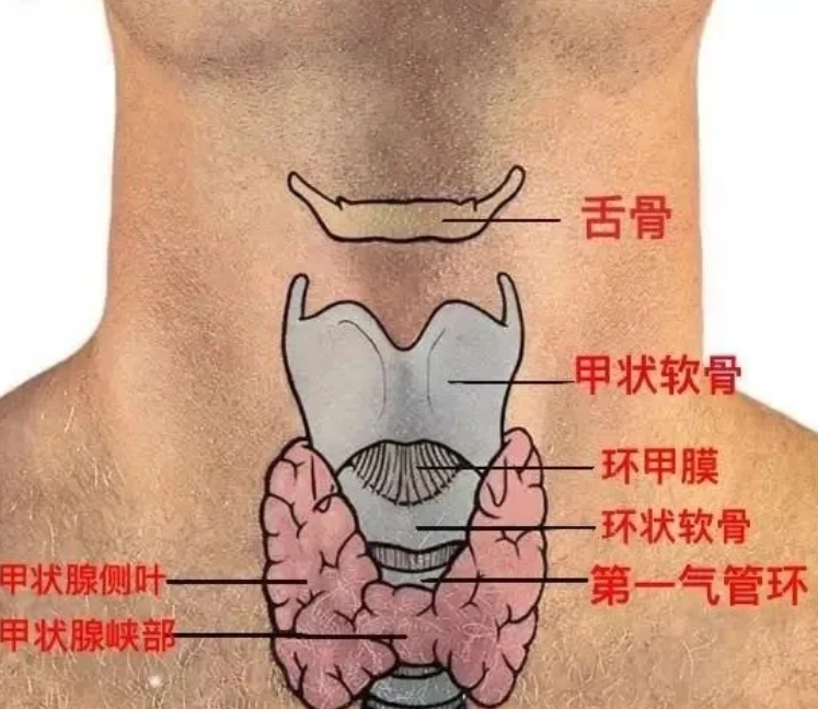 甲状腺的位置在哪?