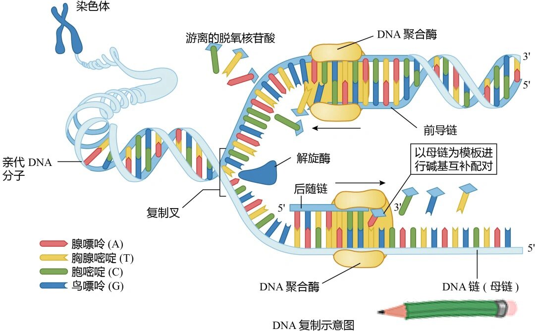 dna半保留复制过程图解图片