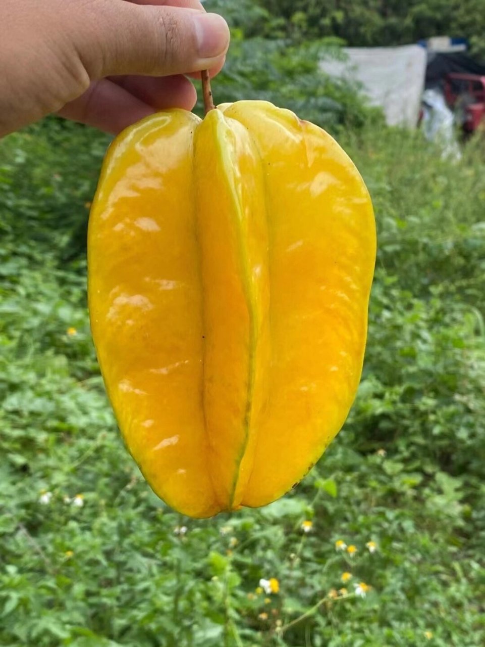 切开像五角星的水果,你吃过吗?