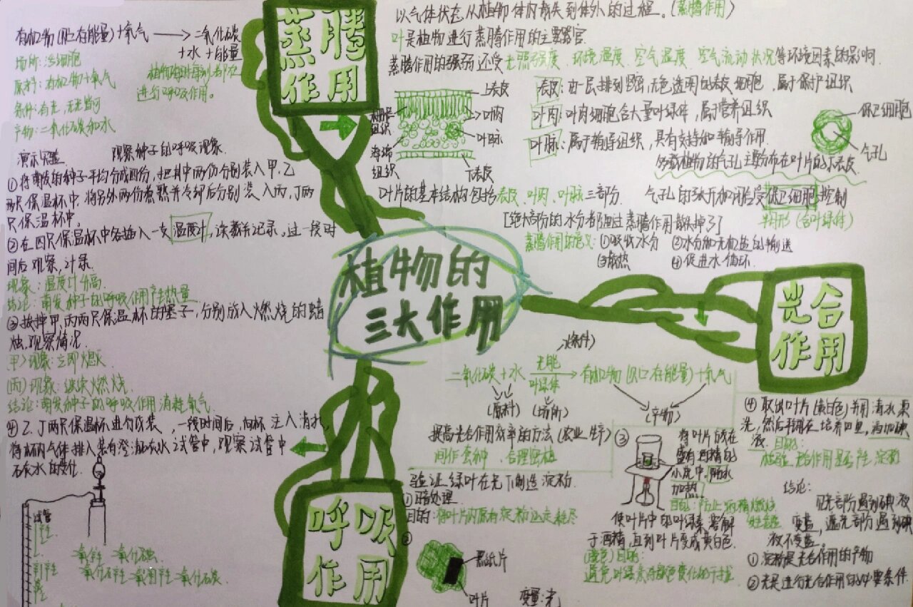 [植物的三大作用]思维导图 植物的三大作用:①光合作用 ②蒸腾作用 ③