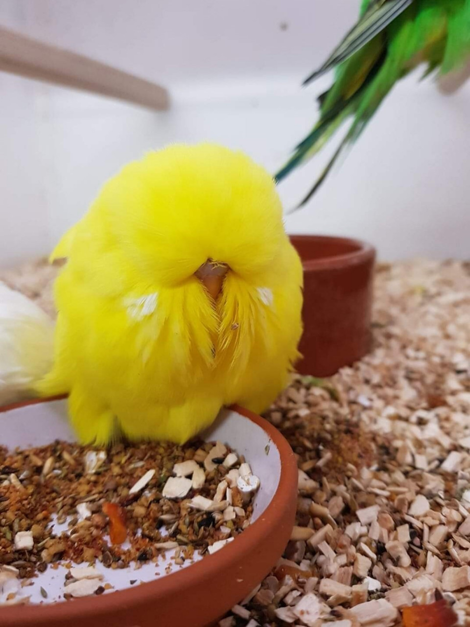 你真的适合饲养大头虎皮鹦鹉吗?