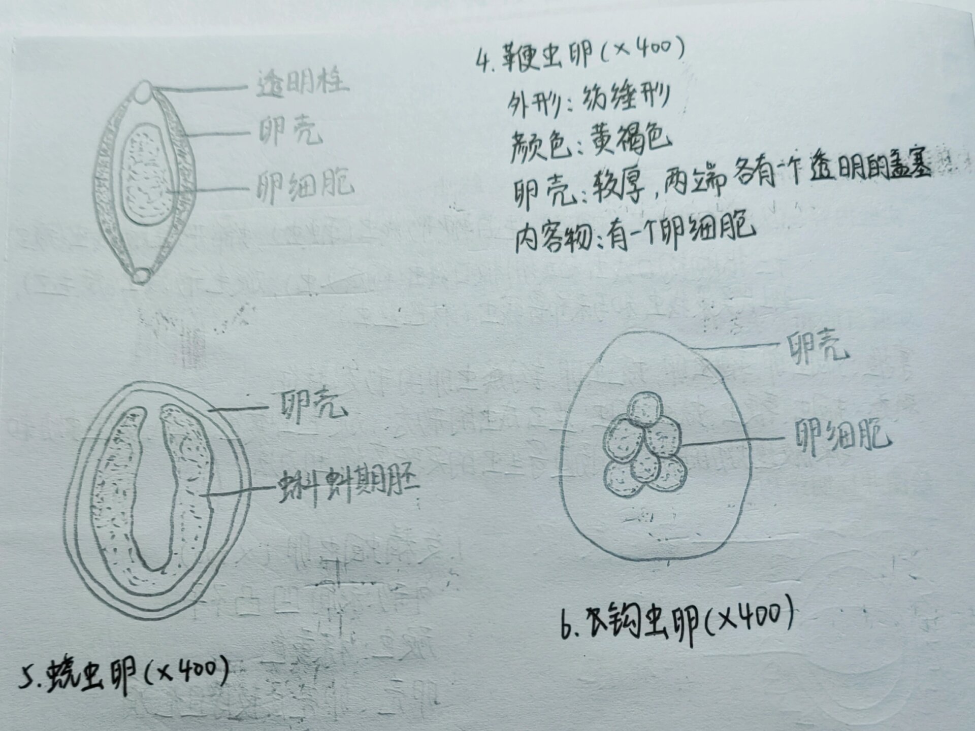 线虫手绘图图片