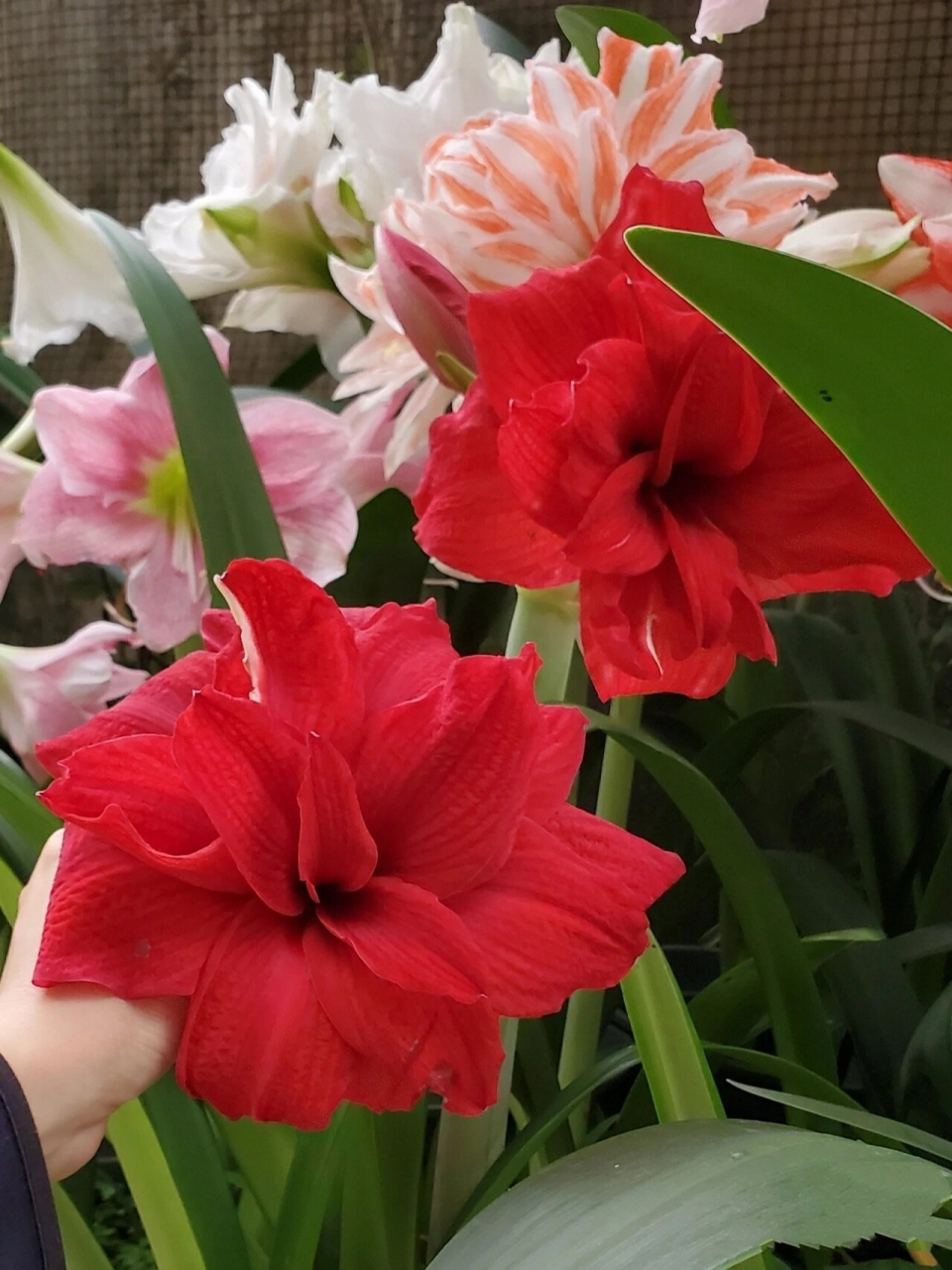 朱顶红-盲盒开奖,是红荣耀 经过多方对比各种红色重瓣(真多啊),最接近