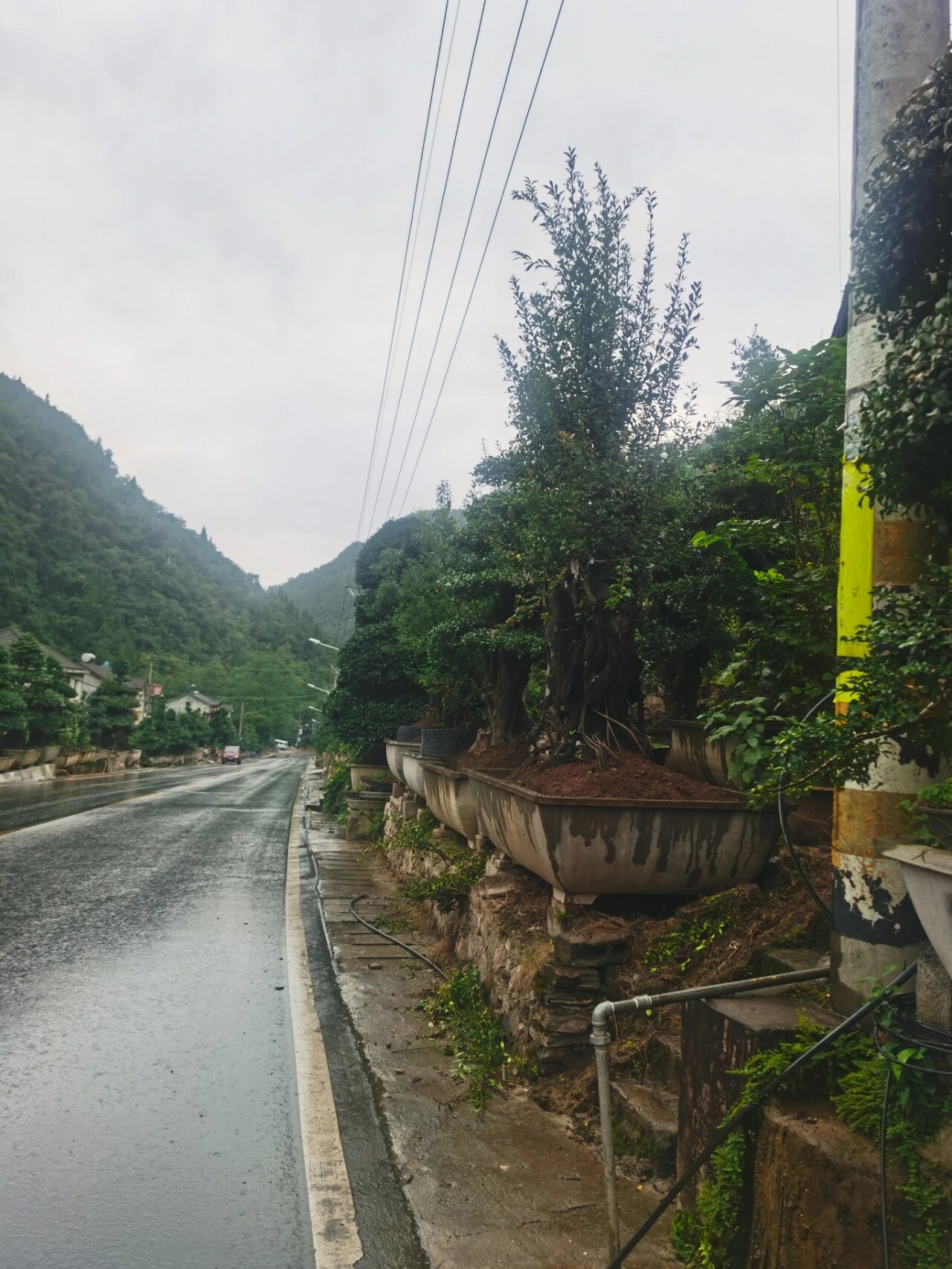 盆景之乡