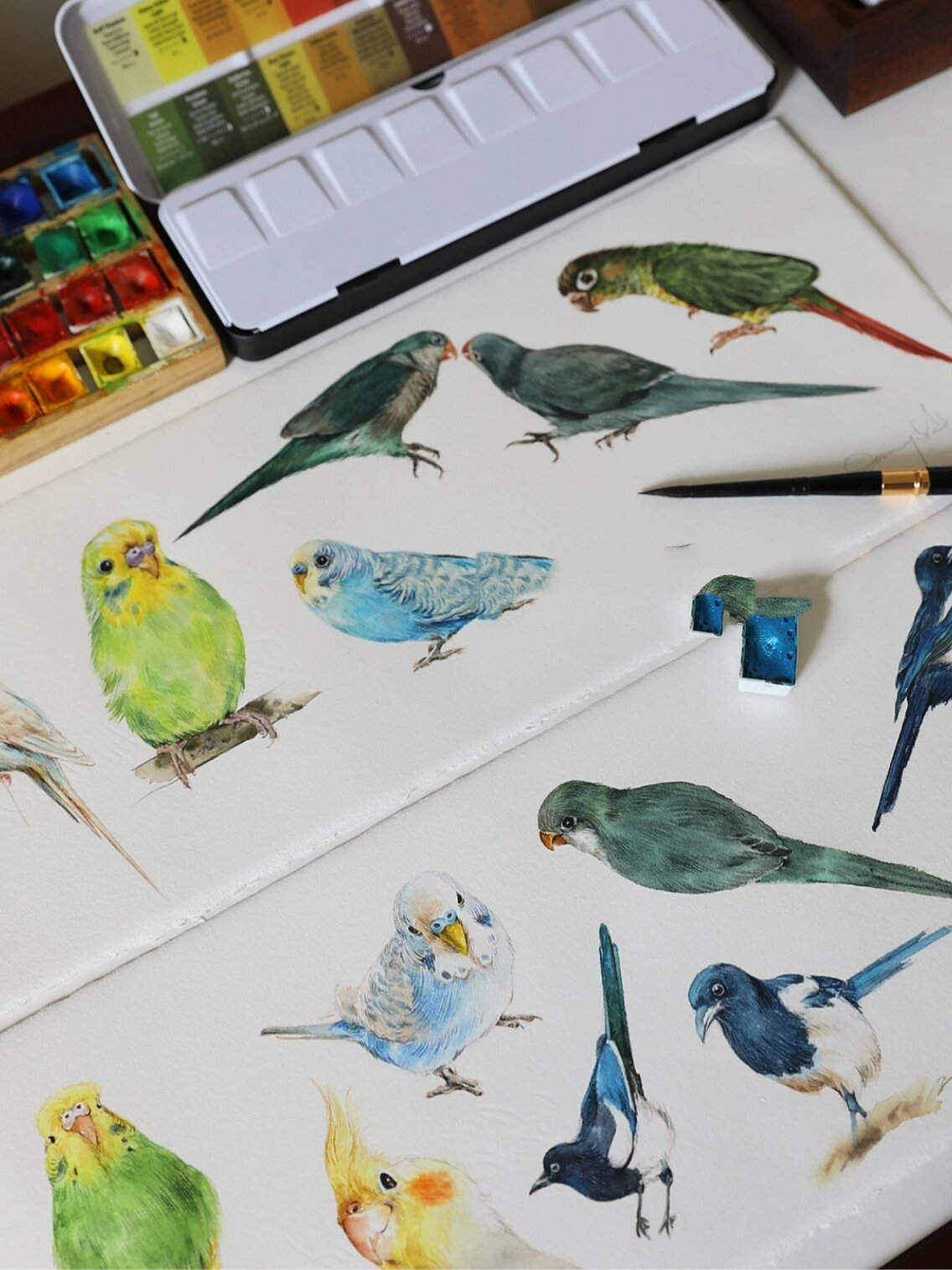 水彩插画 小动物 鹦鹉00