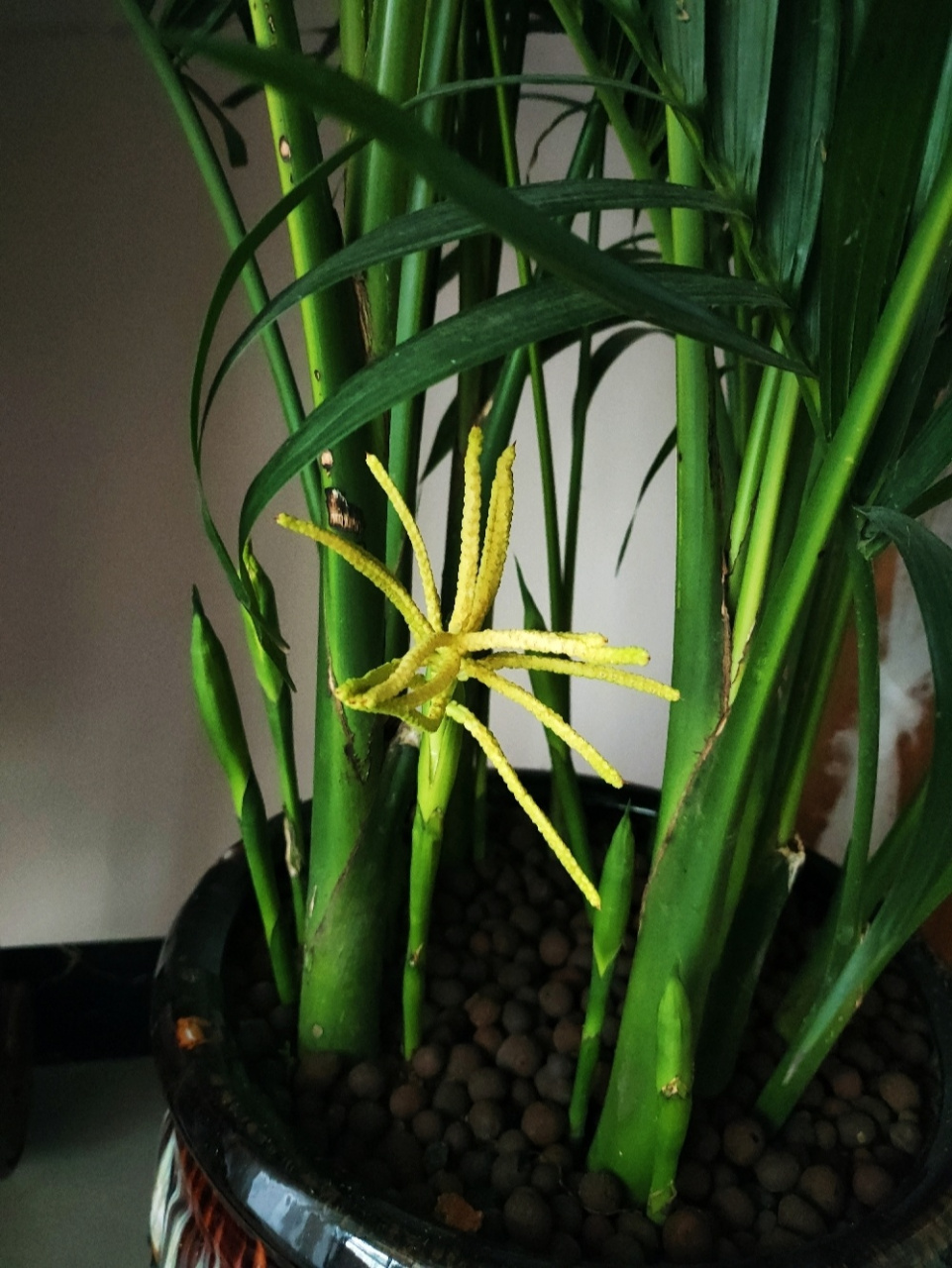 散尾葵开花了,祥瑞吉利 原来观叶植物也会开花啊,之前还以为是新芽还