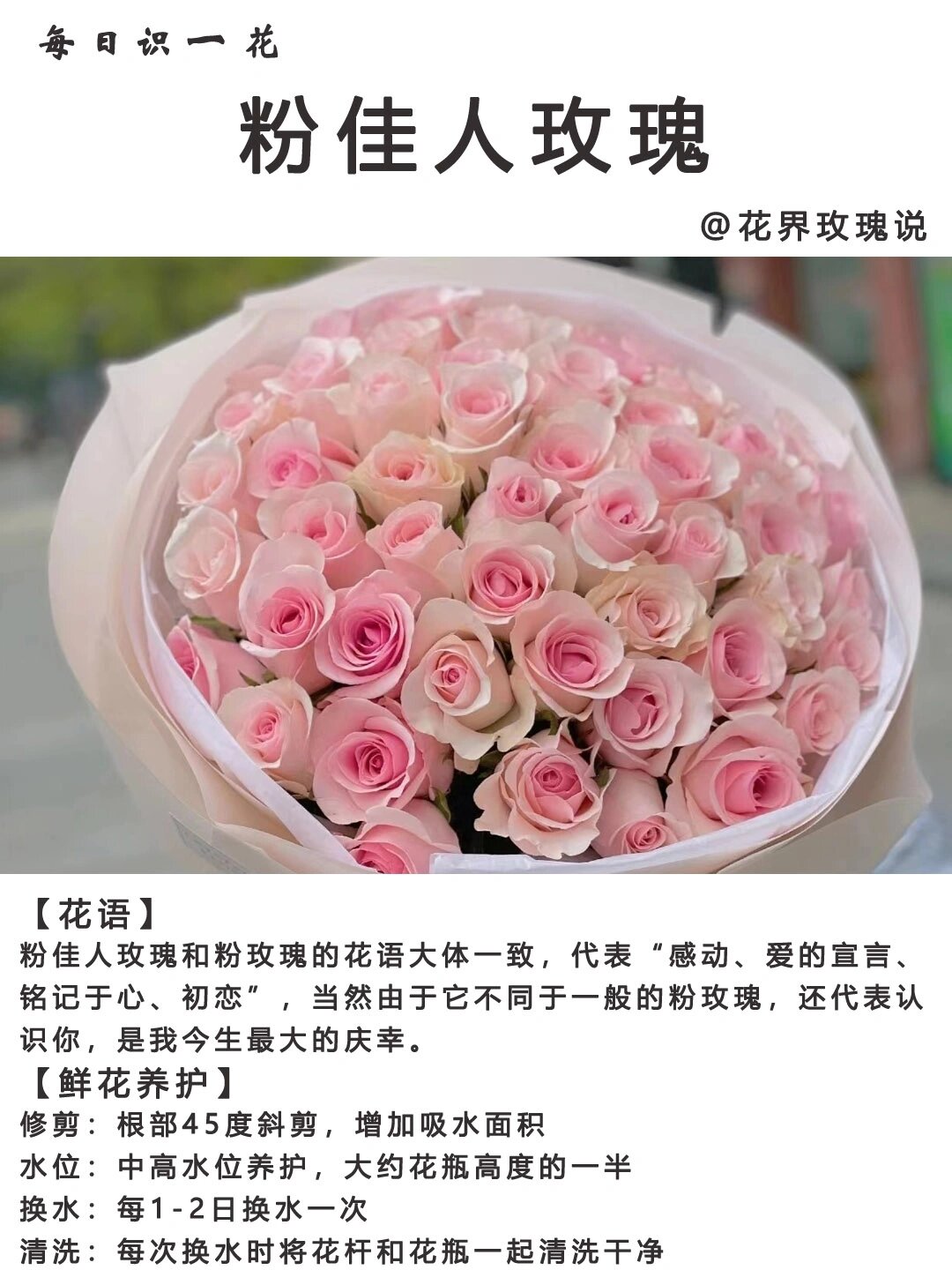 day053|每日识一花|粉佳人玫瑰 粉佳人玫瑰,清雅宜人的粉色系玫瑰品种