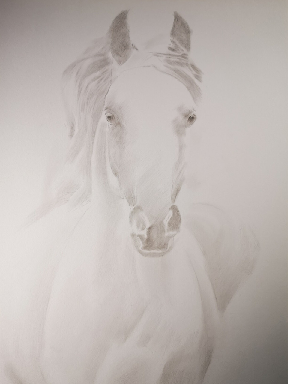 素描 《马》 炭笔 素描纸 炭笔 素描纸