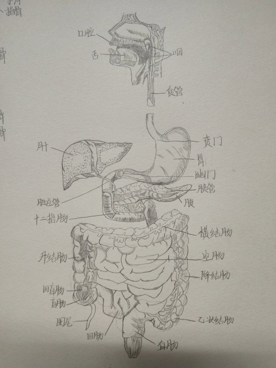 消化系统模式图手绘图图片