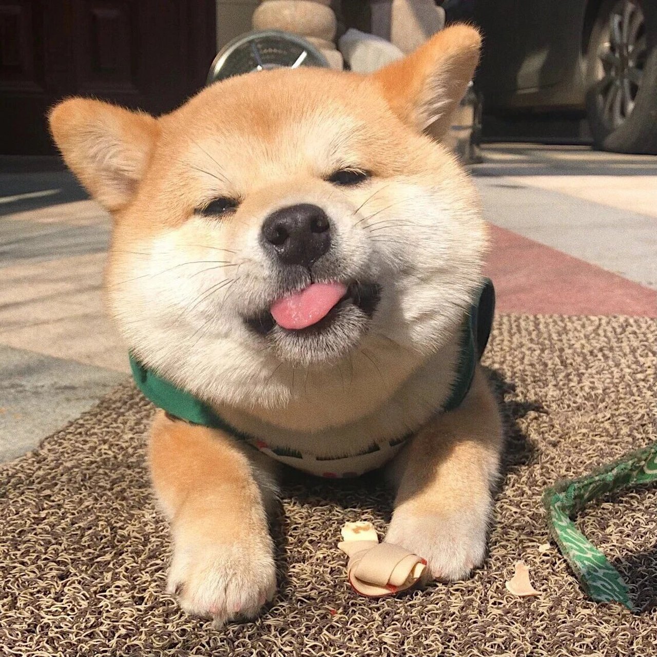 小奶狗头像,超好看,推荐推荐,一定要用哦