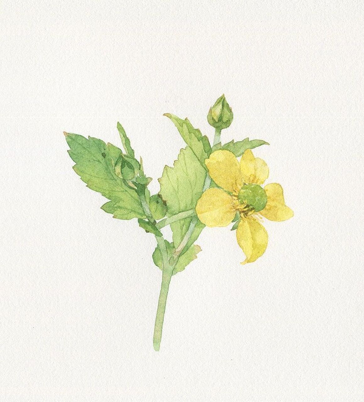 原来它叫路边青啊 野花,水彩手绘