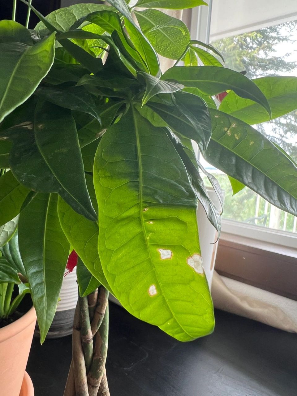 求助~发财树叶子上的白斑是晒伤了吗 买回来一个月就这样了,没浇过水