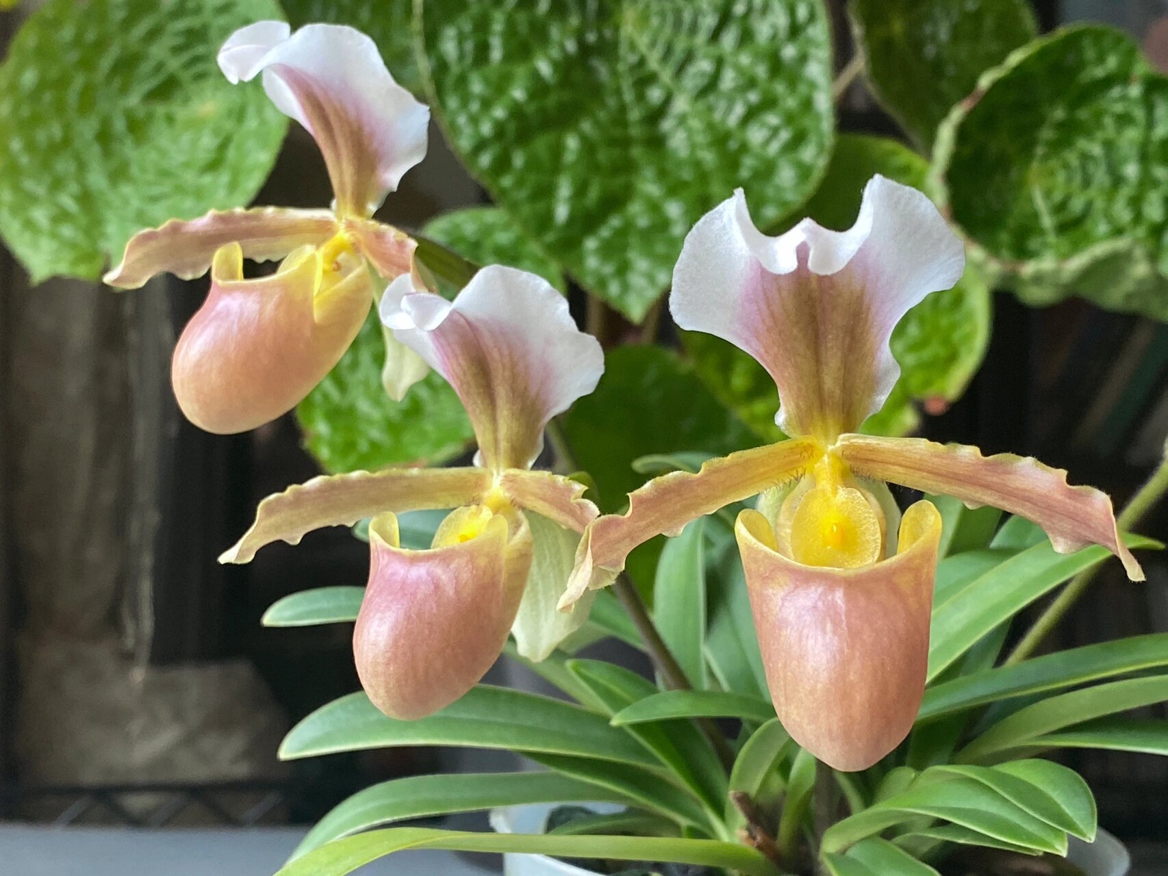 paphiopedilum barbigerum小叶兜兰 虽然在国内植物界管它叫小叶兜兰