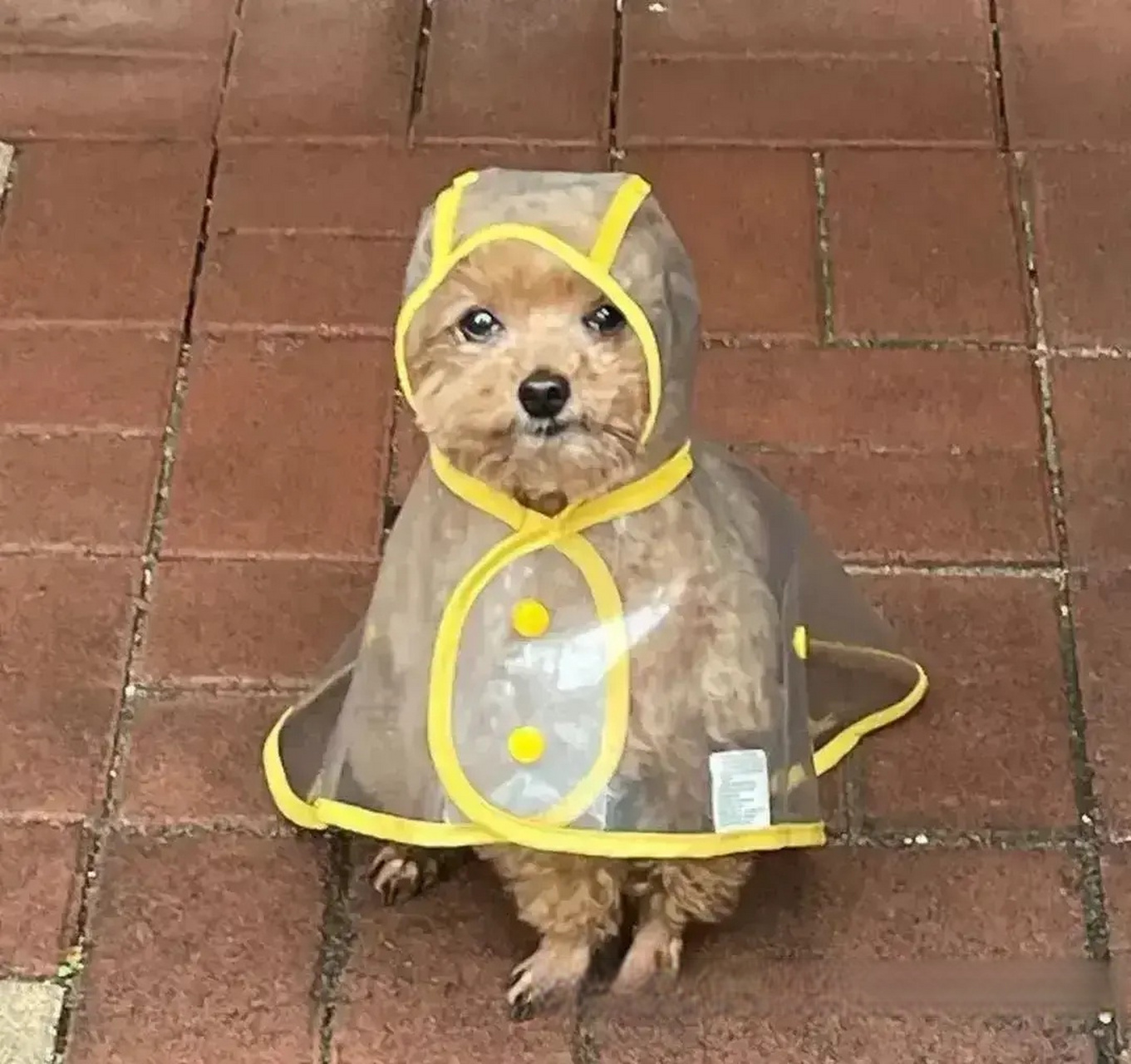 狗狗雨衣制作过程图解图片