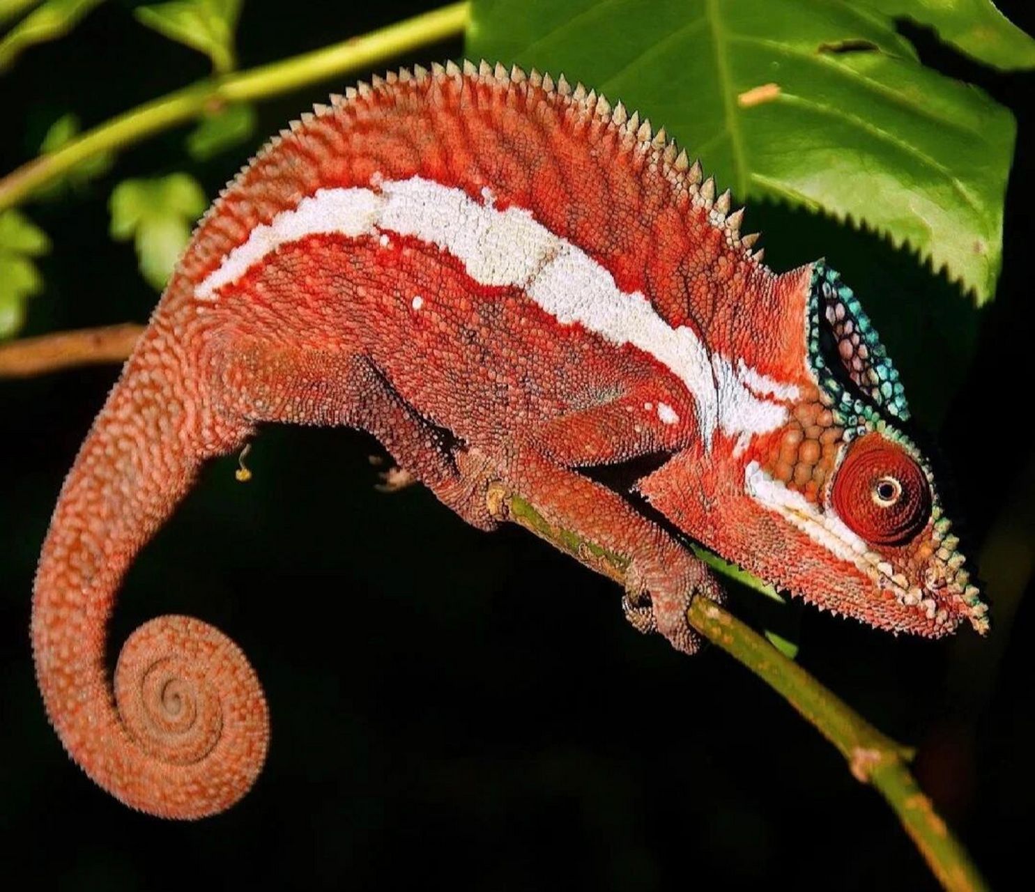 创意绘画-变色龙绘画 98主题:变色龙98材料:黑色勾线笔,卡纸,铅笔