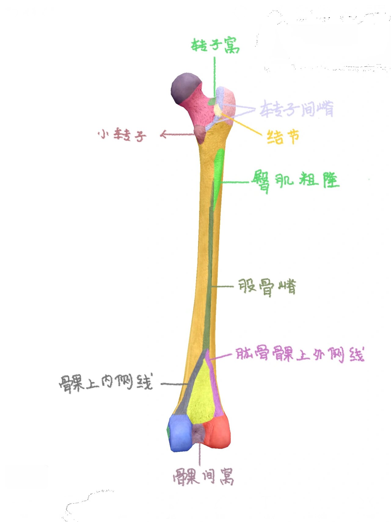 股骨的骨性标志图片