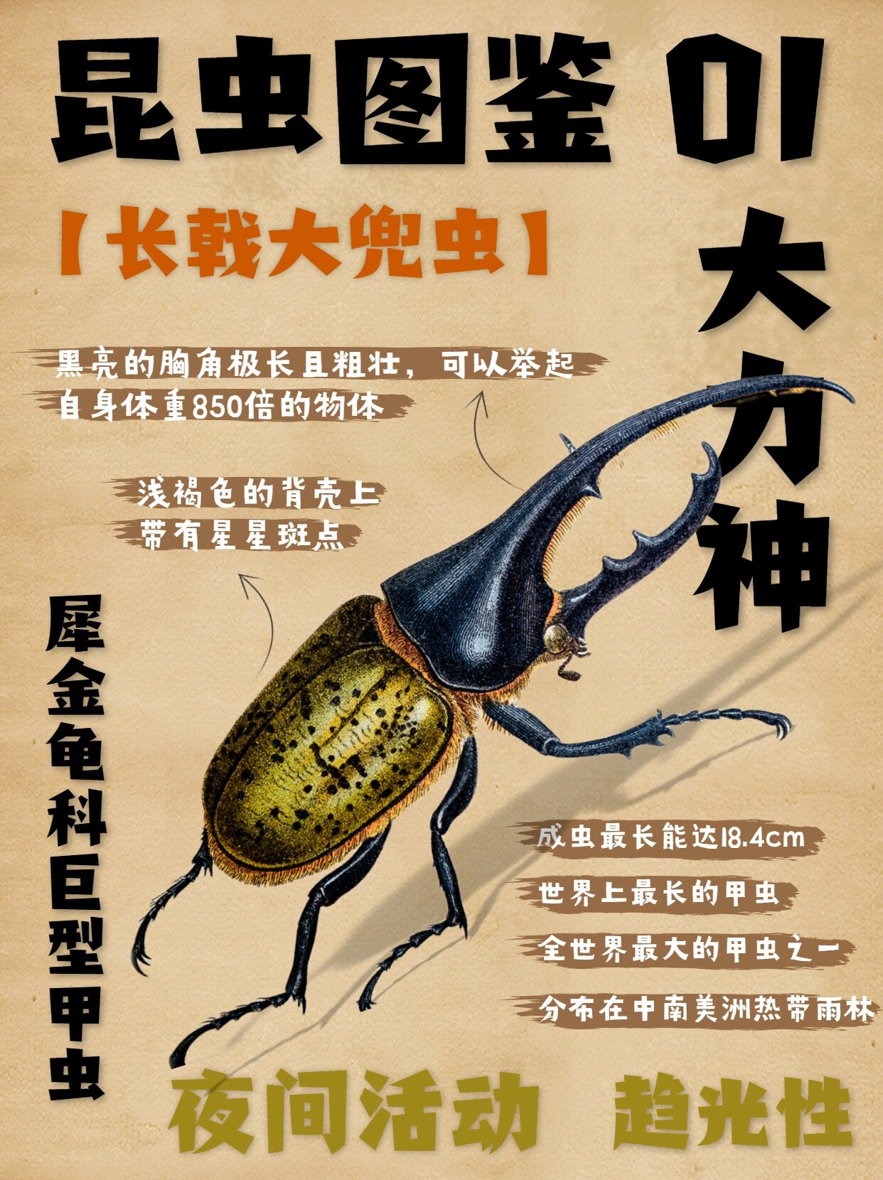 这些昆虫你认识吗❓