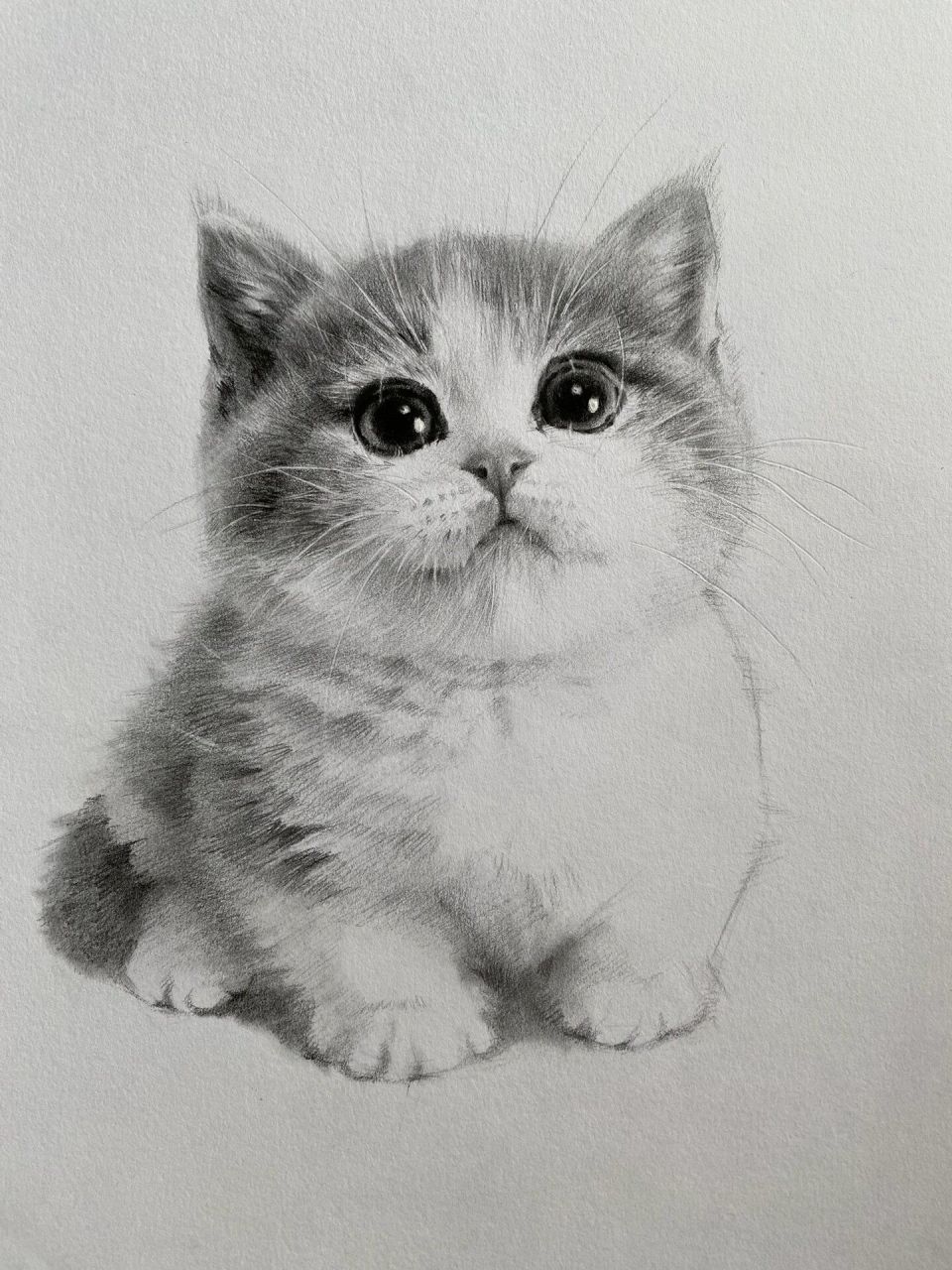 猫的素描图片大全大图图片