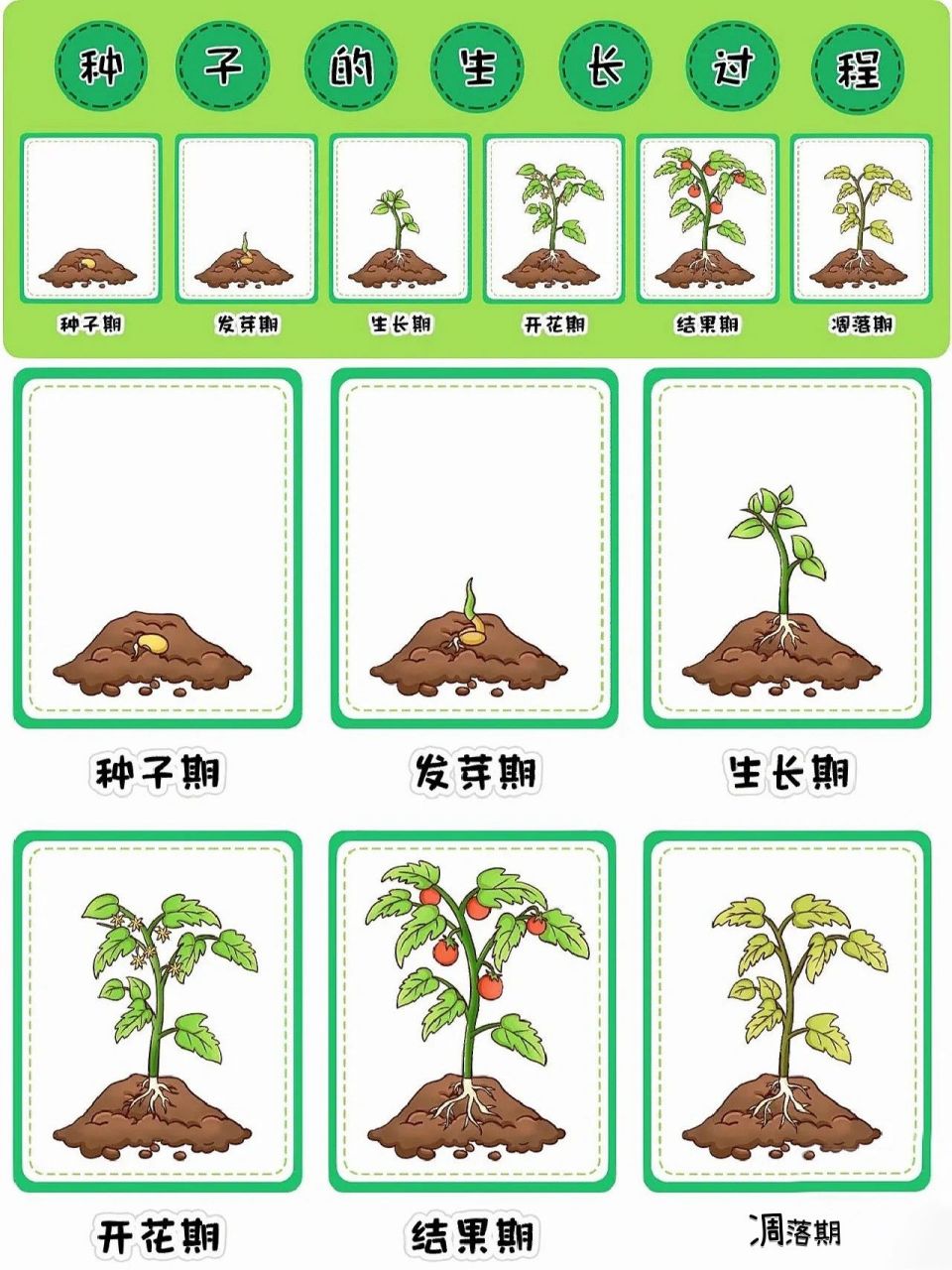种子成长过程卡通图片