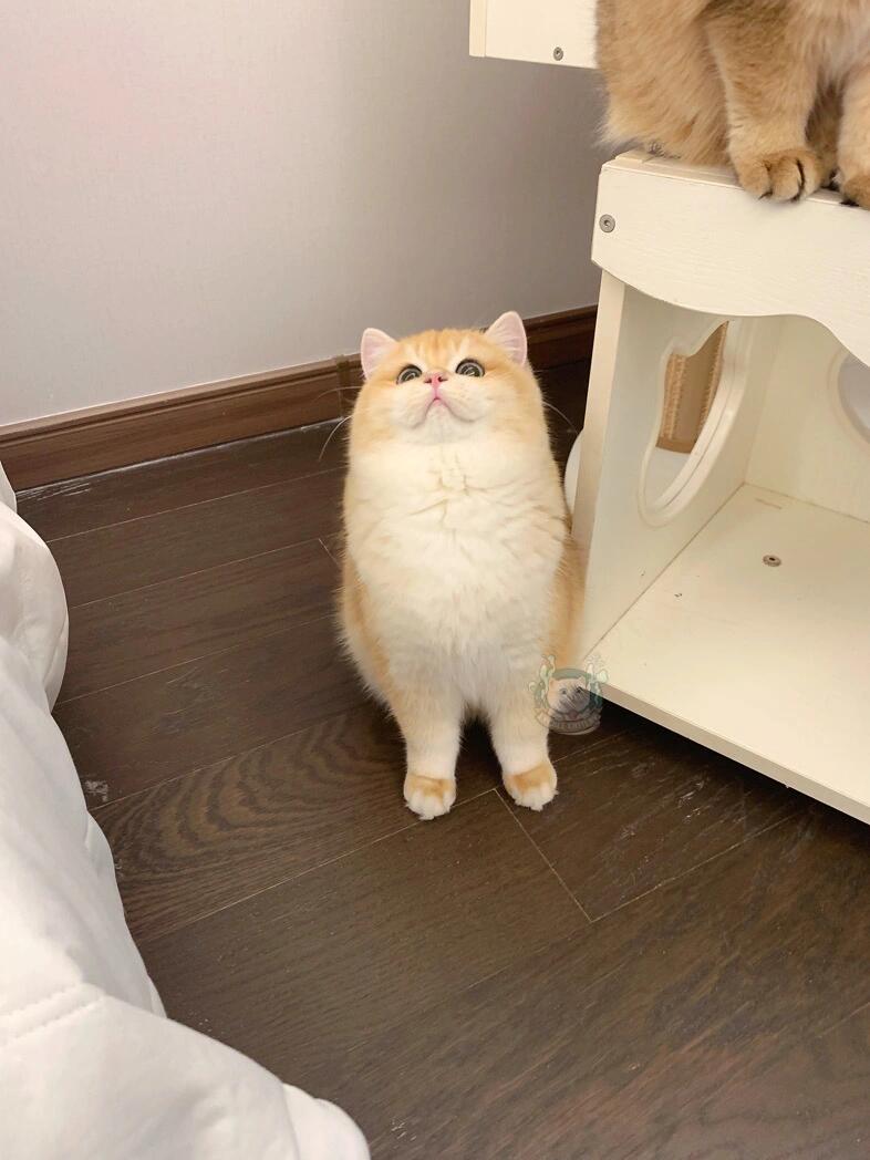 期,耳朵的表现就很棒啦,成年后会更小,整个猫圆润可爱像一只蓬蓬熊 可