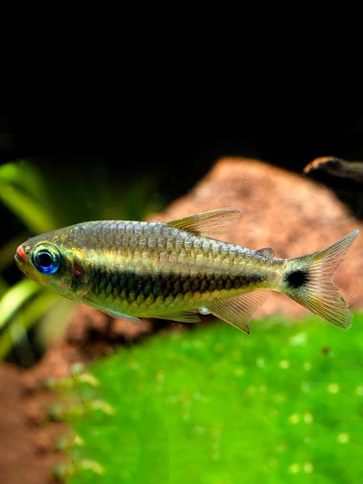 红唇可卡-浓妆艳抹的小鱼 95名:红唇可卡 别称:可卡灯鱼 红唇可卡原