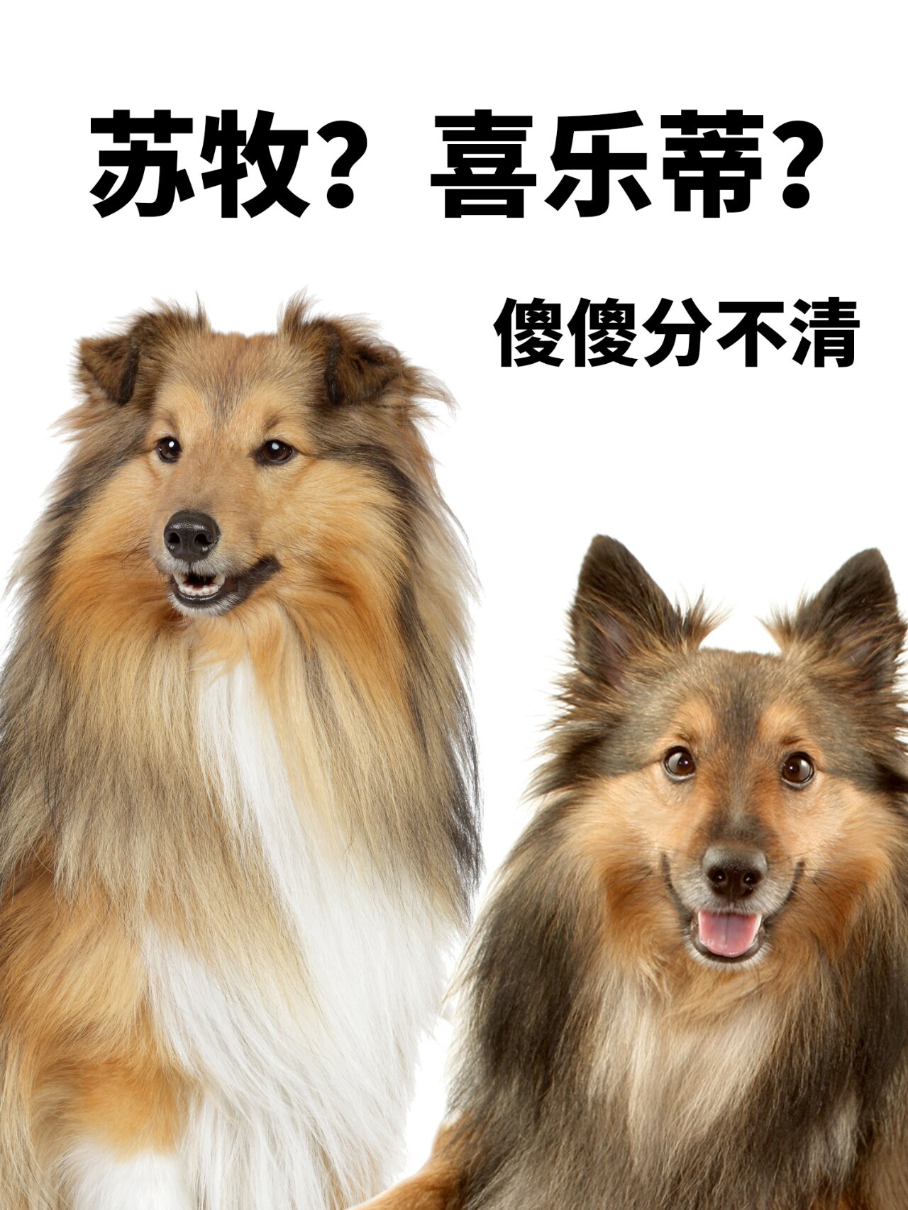 白色苏格兰牧羊犬图片