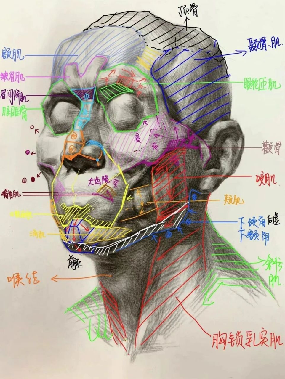 人体头像结构分析图图片