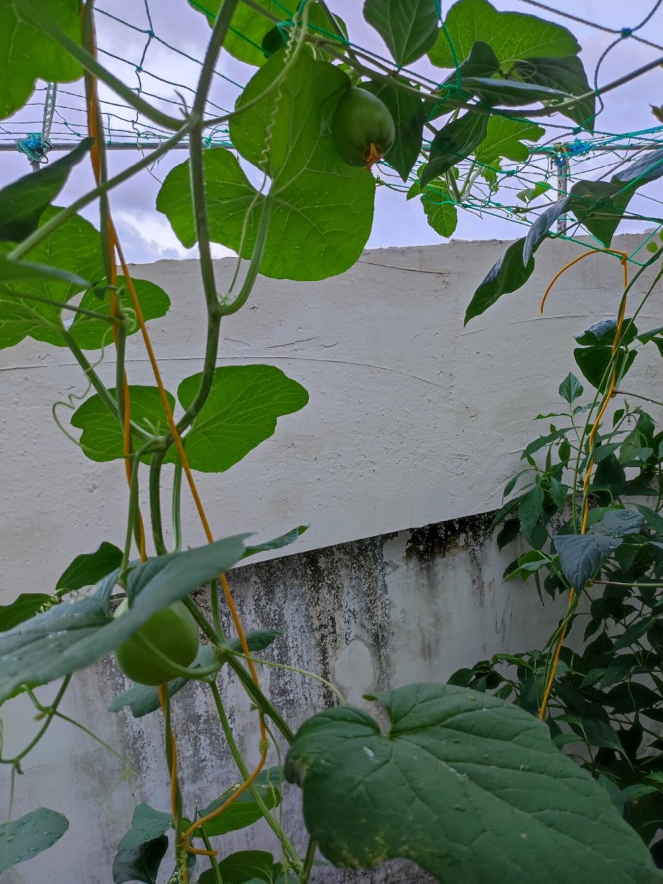 阳台种瓜-苹果瓜  我不确认是不是叫这个名字,就是一种甜的香瓜,广东