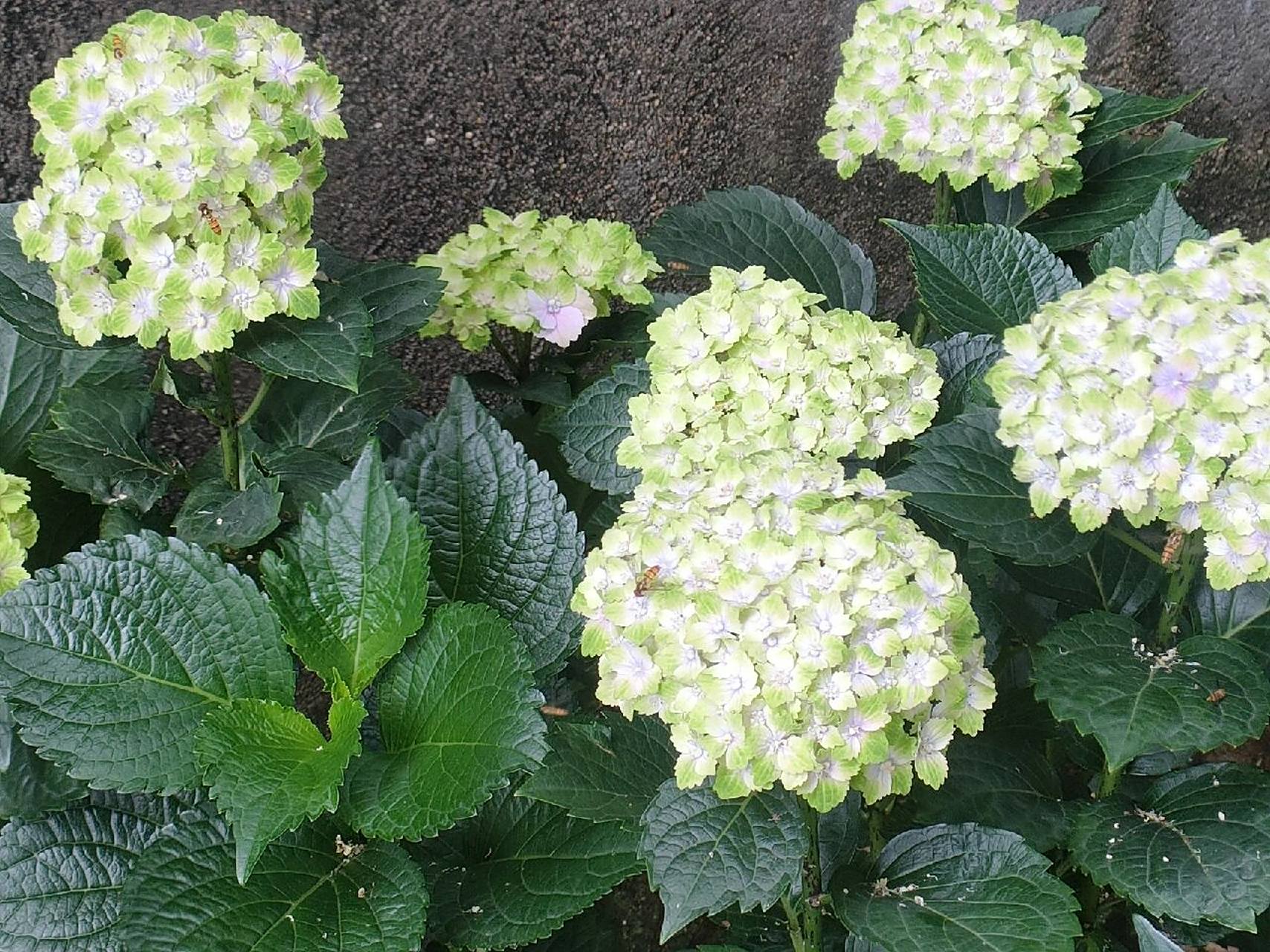 想入手魔幻翡翠或者魔幻精灵