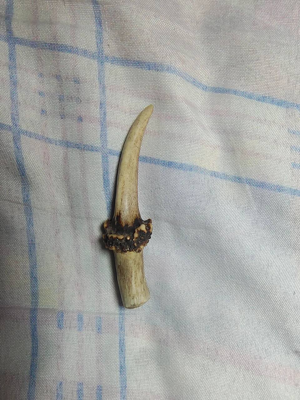 麂子角文玩 十岁左右捡的麂子角,现在18岁了突然翻出来了,没想到简单