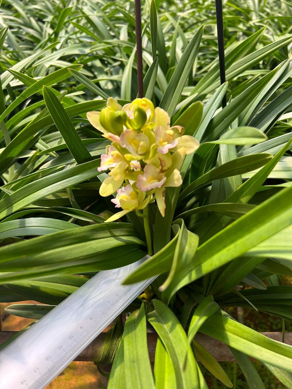 大花蕙兰种植基地 自己家种植基地,欢迎花店 个人对接,支持一件代发