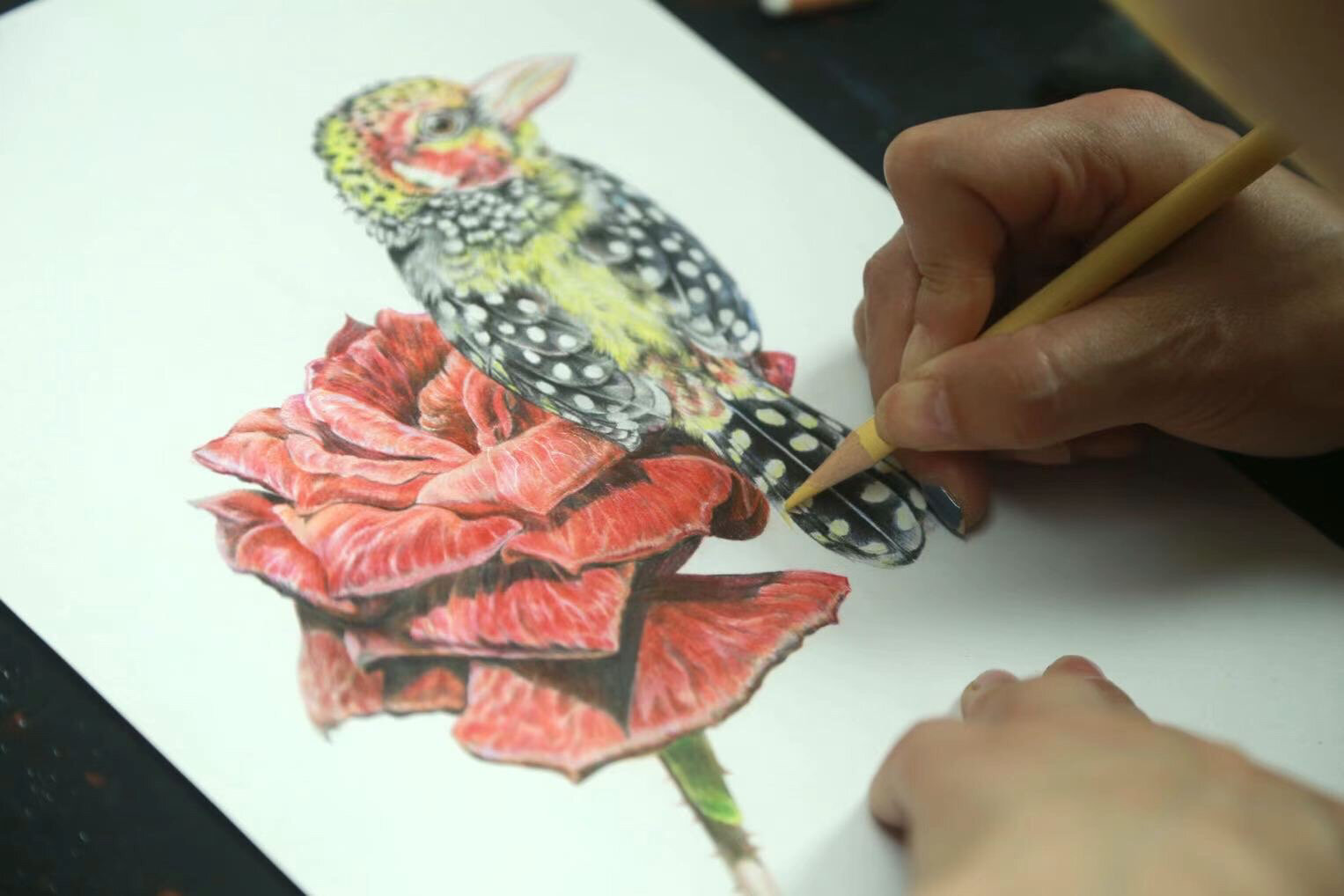 南京画室|彩铅手绘《红黄拟啄木鸟与红玫瑰》 这只可爱的小鸟是生活在
